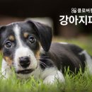 클로버 동물병원 이미지