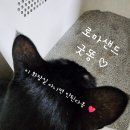 주식회사 디딤 | 로마샌드 굿똥 고양이 화장실 8년차 쓰고 있는 후기 짱짱하고 끈질김