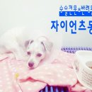 동부산동물병원 네이버블로그