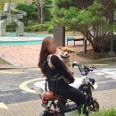 강아지 어부바 가방 견체공학 포대기 내돈내산 후기