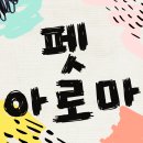 펫아로마, 커리큘럼을 꼼꼼하게 비교해본 후기 공유해요!