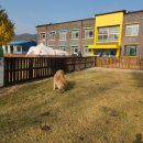 피플앤독힐링캠핑장 | 대형견과 함께한 캠린이들의 힐링캠핑 - 피플&amp;독 느티캠핑장 후기