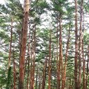 삼척활기자연휴양림 이미지