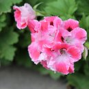 모아꽃방 이미지