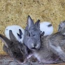 소원목장 이미지