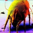 살인진드기 테마주 LG생명과학 대한뉴팜 웰크론 제일바이오 녹십자 파루 전국을 무섭게 강타한 공포의 테마!! 이미지