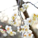 산서초 앞 이미지