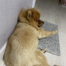 부스스 이미지