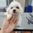 프란다스 애견 이미지