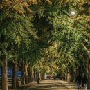 덕산 은행나무길 이미지