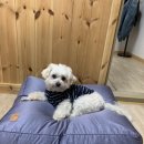 무흘나인펜션 | 대구 근교 애견동반펜션, 성주 무흘9펜션 후기에요 :)