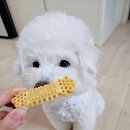 (주)준펫 네이버블로그