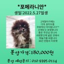 샵펫 강아지분양 울산점 이미지