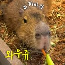 냥이는꿀꿀 | 양산 와우쥬 경남 부산 근교 카피바라 실내 동물원 이색데이트 내돈내산