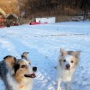 도그레이 이미지