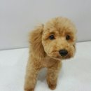 동주동물병원 이미지