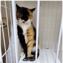 고양이 그르릉 소리 골골송 이유 알고보면 신비로움이