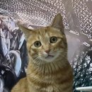 챗지피티한테 우리 고양이 이 사진을 은혼으로 해달라니까 이미지