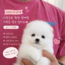 퍼피루미 네이버블로그