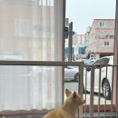 비비펫 살롱 이미지
