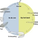 대양민물장어 이미지