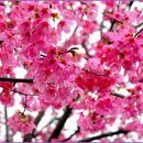 산유화