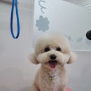 다소니펫살롱 | [뭉치의 일상] 대구 화원 애견 미용샵 다소니펫살롱 💇🏻🐶