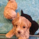 에스쁘레 이미지