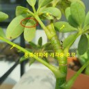 개각충 깍지벌레 특효 살충제인 깍지싹으로 올해는 걱정 끝? 내돈내산