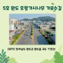 완도호랑가시나무 가로수길 이미지