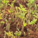 향긋농장 이미지