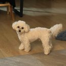 댕댕이모 이미지