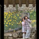 신암면041 | 예산 추사고택, 백설농부, 당진 순성벚꽃길 개화율