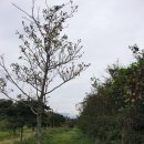 벨라비스타 이미지