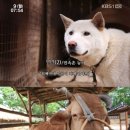 이리오시개 이미지