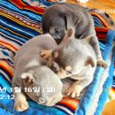 여우당구장 이미지