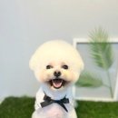 더 귀엽개 이미지