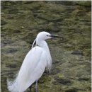 차운혁충신 정려문 이미지