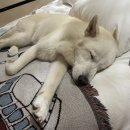 댕댕별숲 애견독채펜션 이미지