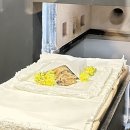하늘강아지 반려동물 장례식장 | [김포] 펫포레스트 강아지 장례 후기: 반려동물 장례식장 추천, 대박이 사랑해