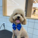 oh my dog(오마이독) | 관악구애견미용 / oh my dog 만족스러운 이용!
