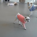 댕겨올개 이미지