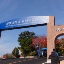 청라푸른담쟁이 이미지