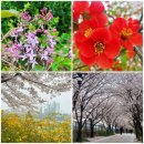 부흥로 산벚나무길 | 안양천 벚꽃길(양천둘레길 수변활력길) 봄꽃 구경