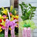 멜레&우클렐레