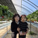 대림농장 | 경기 아이랑 갈만한 곳 대림농장 딸기체험 후기 (아이 체험 딸기농장 추천)