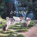 고양이정원 이미지