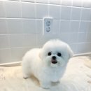 부산강아지분양 앨리펫 | 1kg - 2kg 테디비숑 미니비숑분양은 디바인퍼피켄넬에서~!