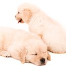 안녕, 내강아지 이미지