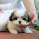 밀양우리병원 | 밀양강아지분양 미유펫 꼼꼼 분석! 체계적인 사후관리 후기